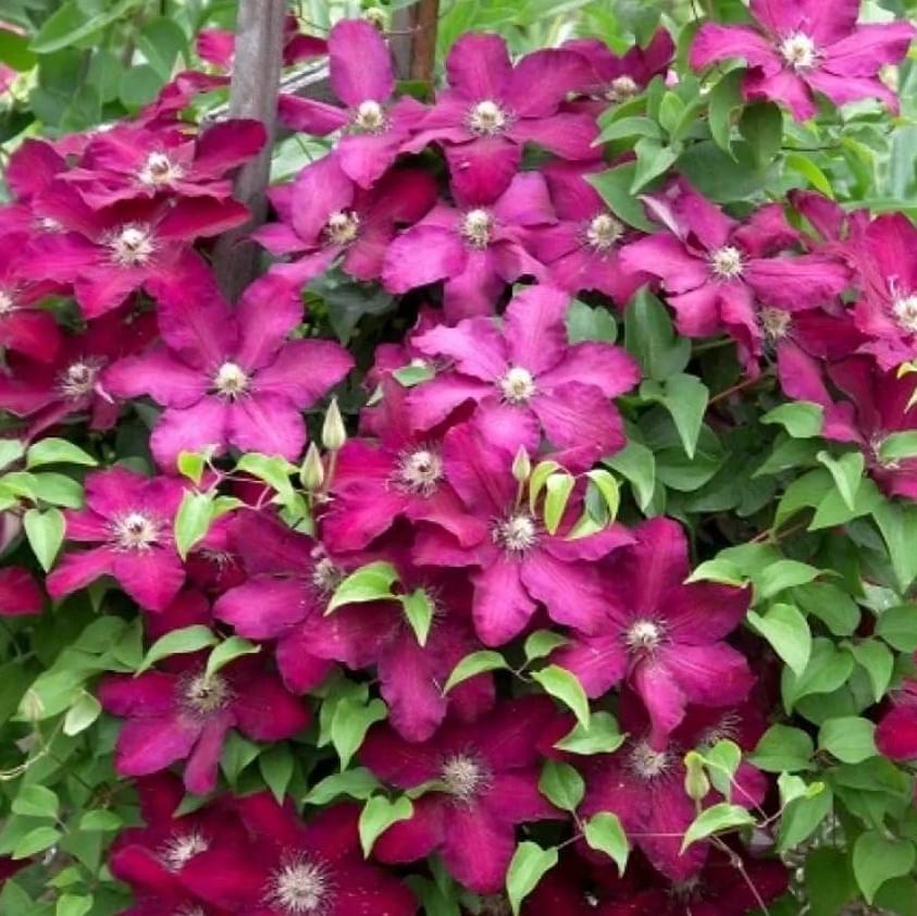 clematis